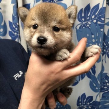 柴犬(豆柴)【香川県・女の子・2023年3月14日・赤色】の写真「かなり小さいです♪」