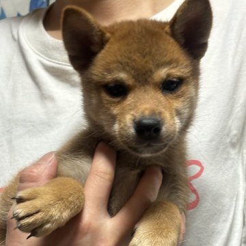 柴犬(標準サイズ)【香川県・女の子・2024年3月18日・赤色】の写真「少し小ぶりの美人さん。」