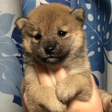 柴犬(標準サイズ)【香川県・女の子・2022年11月4日・赤色】の写真「クリスマス特別価格です。」