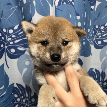 柴犬(標準サイズ)【香川県・男の子・2022年5月17日・赤柴】の写真「めちゃくちゃ可愛いです♪」