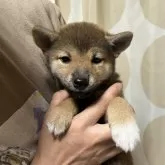 柴犬(標準サイズ)【香川県・女の子・2024年7月11日・赤色】の写真1