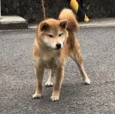 柴犬(標準サイズ)【香川県・男の子・2022年11月25日・赤色】の写真1