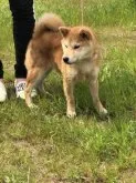 柴犬(標準サイズ)【香川県・男の子・2022年11月25日・赤色】の写真2