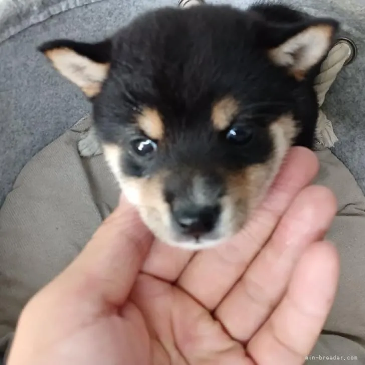 えっちゃん 様のお迎えした子犬