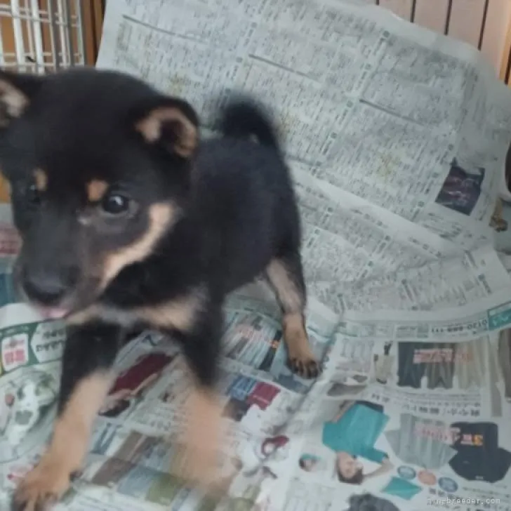 スナフキン 様のお迎えした子犬