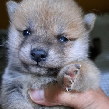 柴犬(豆柴)【茨城県・男の子・2024年10月5日・赤】の写真「かわいい🎀」