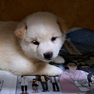 豆柴【茨城県・男の子・2024年6月2日・白】の写真「すんごくかわいい
希少な白の男の子👟♂」