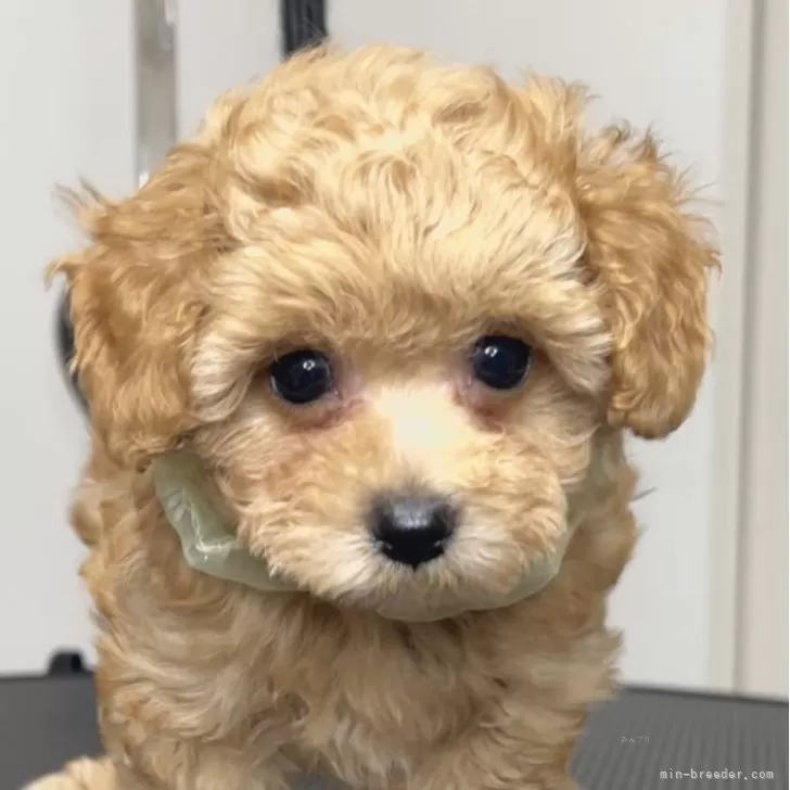 ID:2503-07802の子犬
