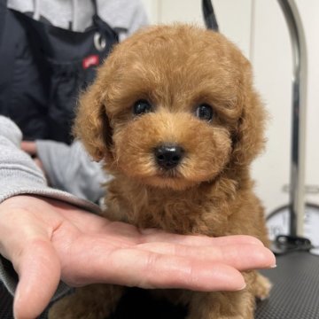 タイニープードル【熊本県・男の子・2024年11月7日・レッド】の写真「賢くておとなしい男の子です🥰」