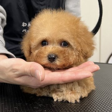 タイニープードル【熊本県・男の子・2024年11月7日・アプリコット】の写真「小さめティータイニードワーフタイプ可愛い💞💕」