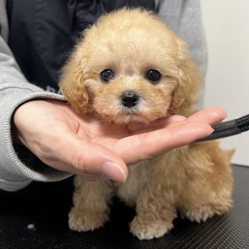 ティーカッププードル【熊本県・女の子・2024年11月7日・シャンパンからホワイトになります。】の写真「とってもキュートなマイクロティーカップ💕」