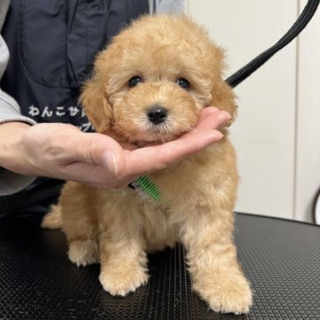 タイニープードル【熊本県・男の子・2024年11月7日・アプリコット】の写真「綺麗な毛色のゆるふわな男の子です🥰」