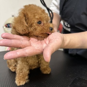 トイプードル(ティーカップ)【熊本県・男の子・2024年11月16日・レッド】の写真「元気なティーカップ男の子♪」