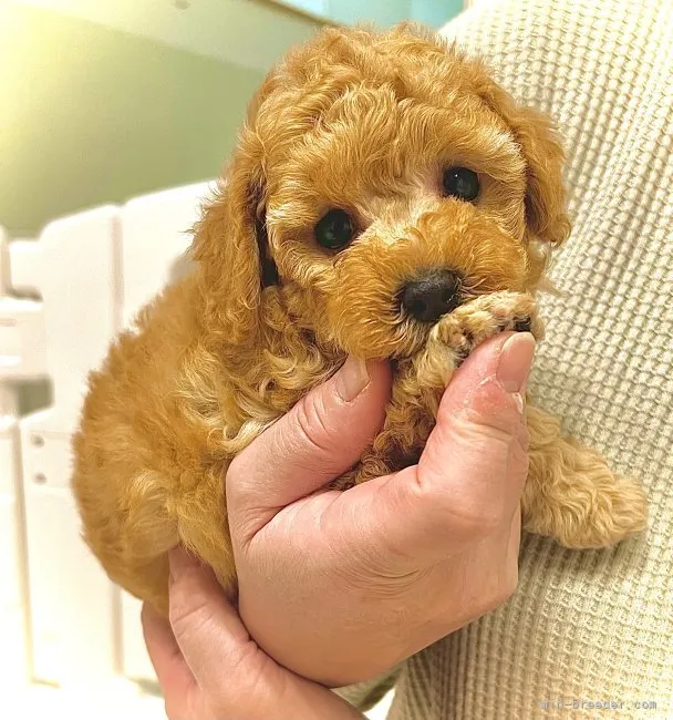 Y.Ｉ 様のお迎えした子犬