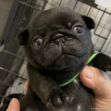 パグ【熊本県・男の子・2022年5月15日・ブラック】の写真「綺麗なブラック🐾🥰遺伝子病発症無し❣️」