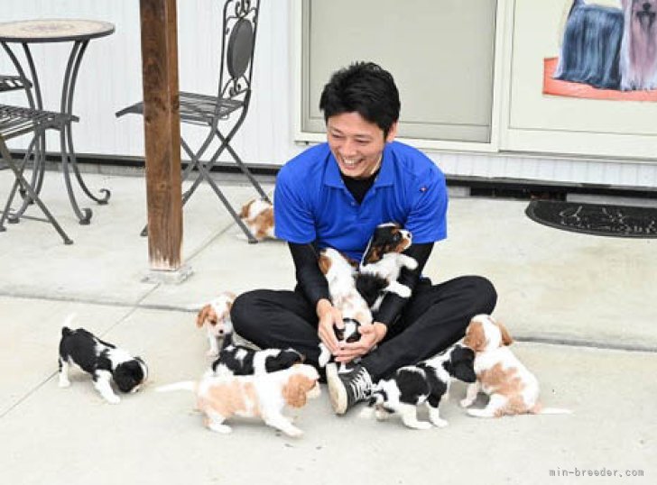 キャバリア【広島県・男の子・2024年7月26日・トライカラー】の写真1