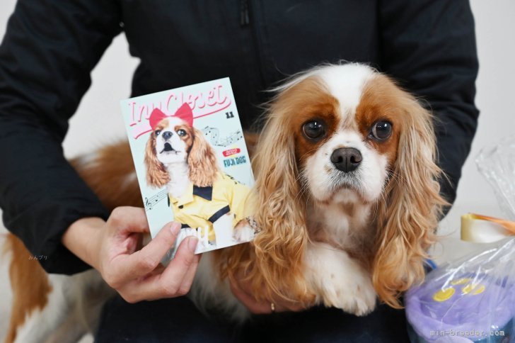 長年続けている血統ばかりです｜坂谷　彰文(さかたに　あきふみ)ブリーダー(広島県・フレンチブルドッグなど・JKC登録)の紹介写真8