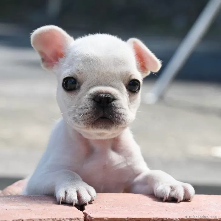 fune 様のお迎えした子犬