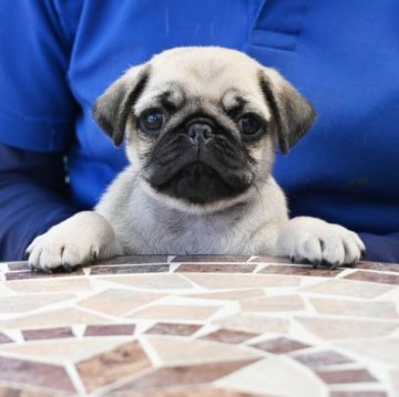 パグ【広島県・男の子・2023年8月16日・フォーン】の写真「優しいお顔立ちです」