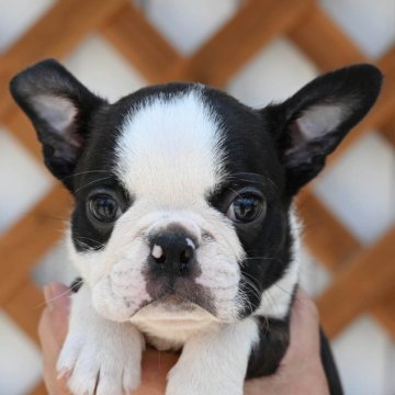 ボストンテリア【広島県・男の子・2024年4月19日・ボストンカラー】の写真「とても良い犬質です」