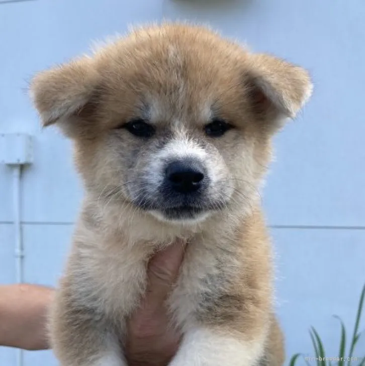 秋田犬【熊本県・男の子・2023年8月6日・赤】の写真1「9／16撮影」