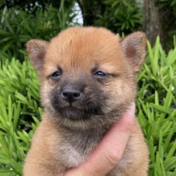 柴犬(豆柴)【熊本県・女の子・2023年6月12日・赤】の写真「一姫です。」