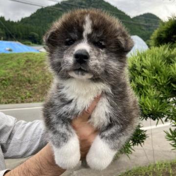 秋田犬【熊本県・男の子・2022年6月10日・虎毛】の写真「やんちゃな男の子です。」