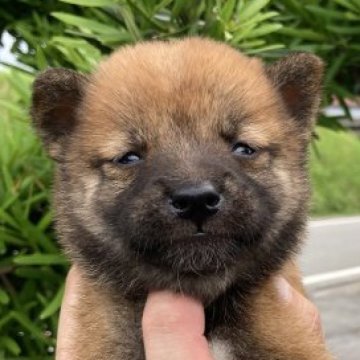 柴犬(豆柴)【熊本県・男の子・2023年6月12日・赤】の写真「黒い顔が可愛い男の子です。」