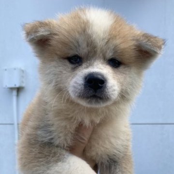 秋田犬【熊本県・女の子・2023年8月6日・赤】の写真「優しい性格の女の子です。」