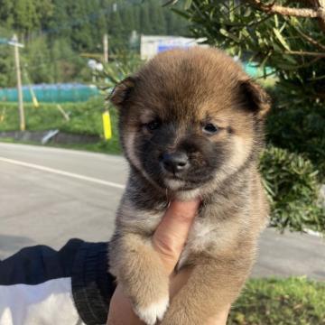 柴犬(豆柴)【熊本県・女の子・2022年9月8日・赤】の写真「黒い顔の可愛い女の子」