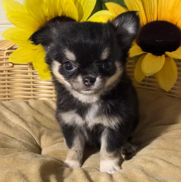 ヨシカズ 様のお迎えした子犬