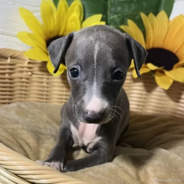 でにすけ 様のお迎えした子犬