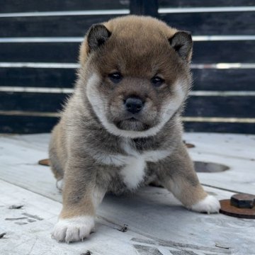 柴犬(標準サイズ)【愛媛県・女の子・2024年12月22日・胡麻】の写真「貴重な胡麻毛の綺麗な女の子です！」