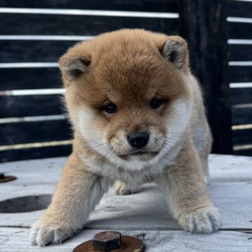 柴犬(標準サイズ)【愛媛県・男の子・2024年12月15日・赤】の写真「まんまる顔の男の子」