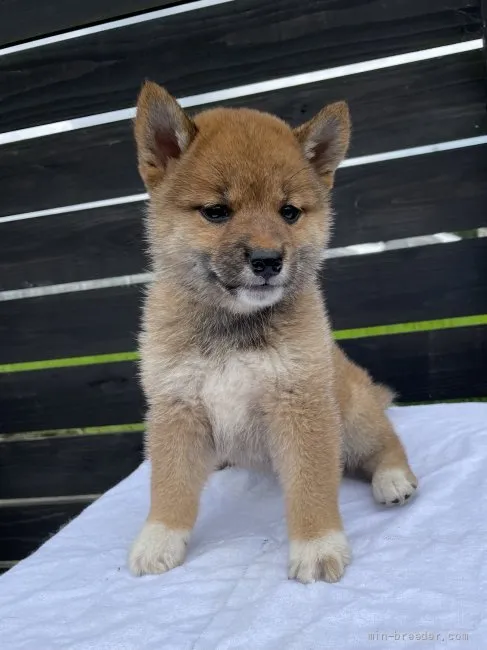 ちりこ 様のお迎えした子犬