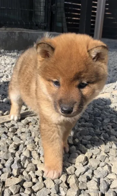 柴犬(標準サイズ)【愛媛県・女の子・2020年10月11日・赤】の写真1