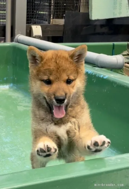 柴犬(標準サイズ)【愛媛県・男の子・2021年4月24日・胡麻予想】の写真1