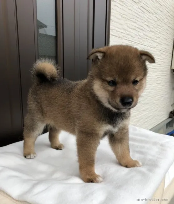 柴犬(標準サイズ)【愛媛県・男の子・2021年8月3日・胡麻】の写真1