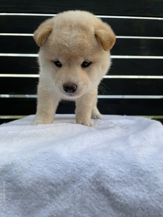 柴犬(標準サイズ)【愛媛県・女の子・2021年5月8日・淡赤】の写真1