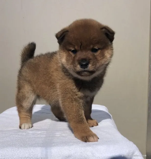 なみ 様のお迎えした子犬