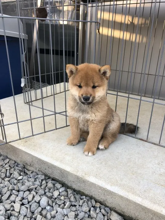 おかず 様のお迎えした子犬