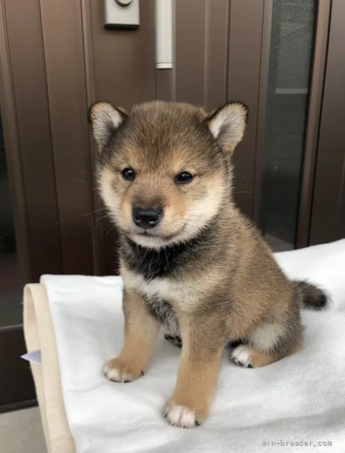 ゆう 様のお迎えした子犬