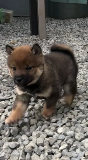 モーリー 様のお迎えした子犬