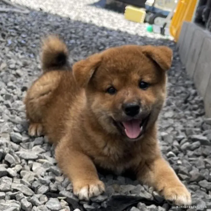 柴犬(標準サイズ)【愛媛県・男の子・2022年6月11日・胡麻予想】の写真1