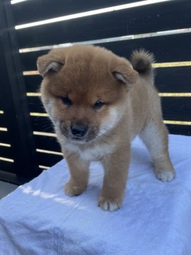 柴犬(標準サイズ)【愛媛県・男の子・2021年11月3日・赤】の写真「見たら違いが分かります^_^」