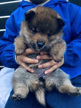 柴犬(標準サイズ)【愛媛県・女の子・2021年2月13日・胡麻】の写真「希少な胡麻の女の子　もこもこです！」