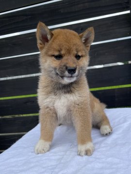 柴犬(標準サイズ)【愛媛県・女の子・2021年6月2日・赤】の写真「オリンピック開催記念価格にしました！」