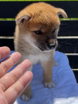 柴犬(標準サイズ)【愛媛県・男の子・2021年6月30日・赤】の写真「可愛い顔した男の子です！」