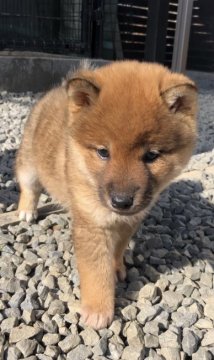 柴犬(標準サイズ)【愛媛県・女の子・2020年10月11日・赤】の写真「人懐っこい女の子です。」