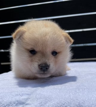 柴犬(標準サイズ)【愛媛県・女の子・2021年4月18日・淡赤】の写真「淡赤の人懐っこい女の子です！」